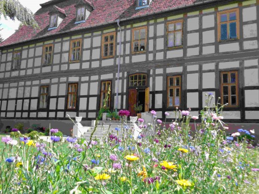 haushintenblumen
