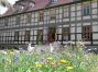 haushintenblumen